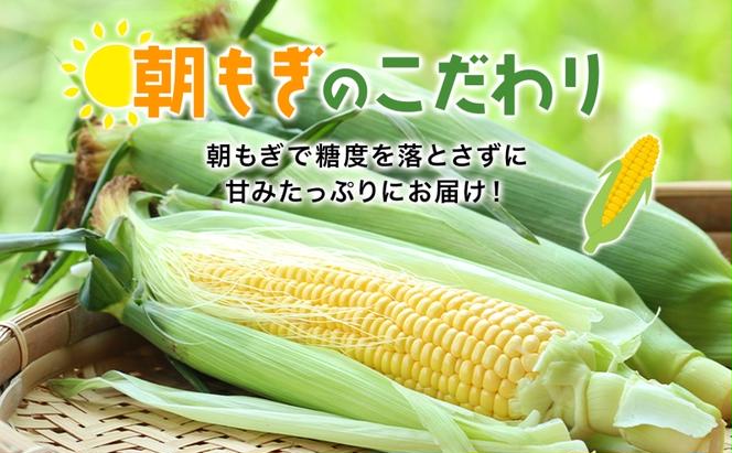 先行予約 【 2025年 発送 】北海道産 とうもろこし 味来 L～LLサイズ 20本入り トウモロコシ みらい ミライ とうきび スイート イエロー コーン 旬 新鮮 朝もぎ 農作物 甘い お取り寄せ 産地直送 送料無料