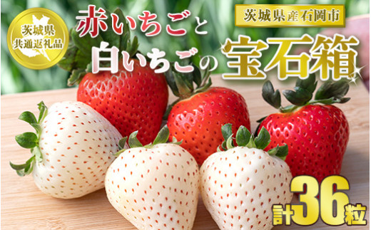 【先行予約】【茨城県共通返礼品　石岡市産】赤いちごと白いちごの宝石箱　36粒　※2024年12月初旬～2025年3月中旬頃に順次発送予定