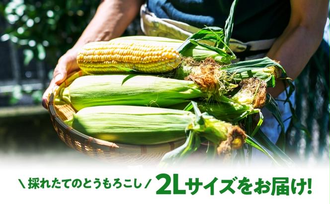  北海道産 スイート コーン めぐみゴールド 2Lサイズ 10本  先行受付 8月上旬～末頃にお届け とうもろこし 恵味 めぐみ トウモロコシ 旬 完熟 朝もぎ 野菜 産地直送 お取り寄せ 北海道 丸田農園 送料無料 洞爺湖