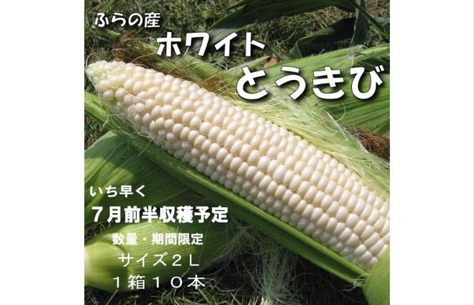 2025年夏発送【数量・期間限定】一足早く7月前半出荷予定 ふらの産 ホワイトとうきび10本［2L］ホワイトショコラ 富良野 北海道  とうもろこし 甘い 白 野菜 果物 朝採り