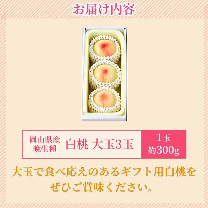 桃 2025年 先行予約 岡山の 白桃 大玉3玉（晩生種）（1玉約300g） もも モモ 岡山県産 国産 フルーツ 果物 ギフト