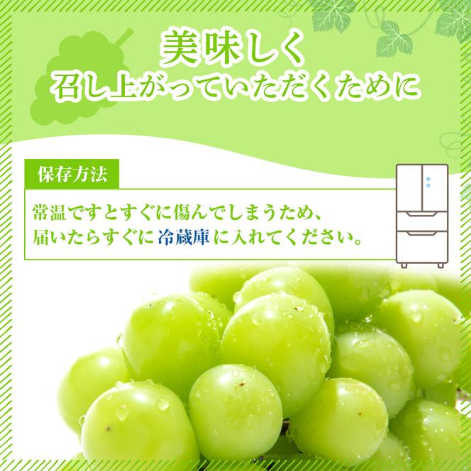 ぶどう 2025年 先行予約 ご家庭用 シャイン マスカット 2～3房 合計約1.2kg ブドウ 葡萄  岡山県産 国産 フルーツ 果物 ギフト