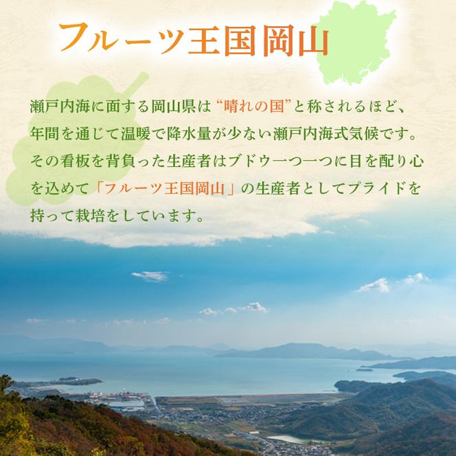 ぶどう 2025年 先行予約 ご家庭用 シャイン マスカット 2～3房 合計約1.2kg ブドウ 葡萄  岡山県産 国産 フルーツ 果物 ギフト