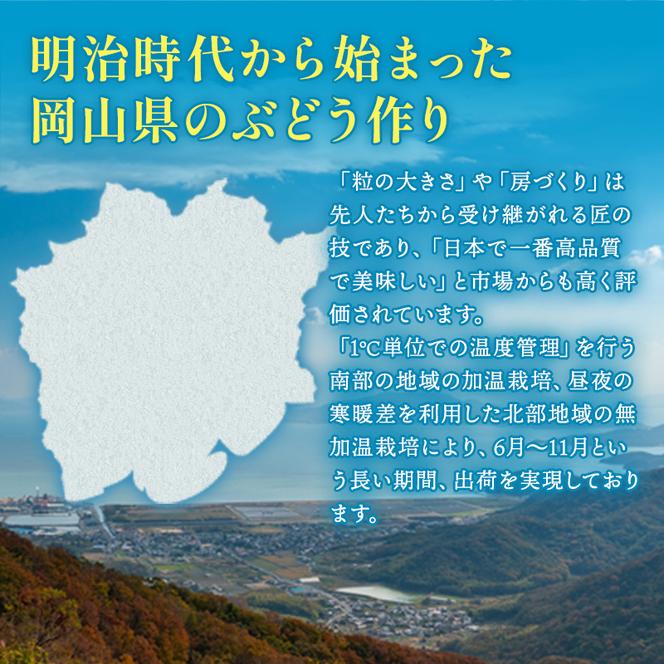 ぶどう 2025年 先行予約 シャイン マスカット 晴王 3房～6房 約2kg ブドウ 葡萄  岡山県産 国産 フルーツ 果物 ギフト