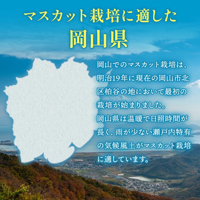 ぶどう 2025年 先行予約 マスカット ・オブ・アレキサンドリア 約600g×1房 ブドウ 葡萄  岡山県産 国産 フルーツ 果物 ギフト