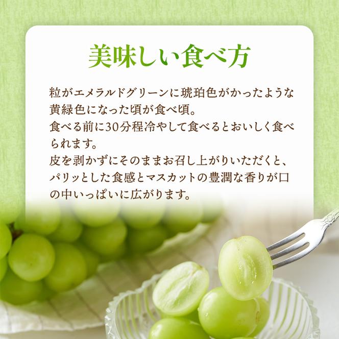 ぶどう 2025年 先行予約 マスカット ・オブ・アレキサンドリア 約600g×1房 ブドウ 葡萄  岡山県産 国産 フルーツ 果物 ギフト