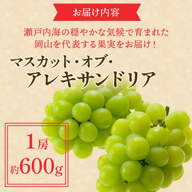 ぶどう 2025年 先行予約 マスカット ・オブ・アレキサンドリア 約600g×1房 ブドウ 葡萄  岡山県産 国産 フルーツ 果物 ギフト