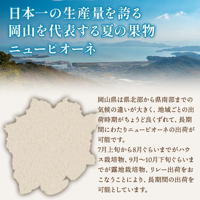 ぶどう 2025年 先行予約 ご家庭用 ニュー ピオーネ 3～6房 約2kg ブドウ 葡萄  岡山県産 国産 フルーツ 果物