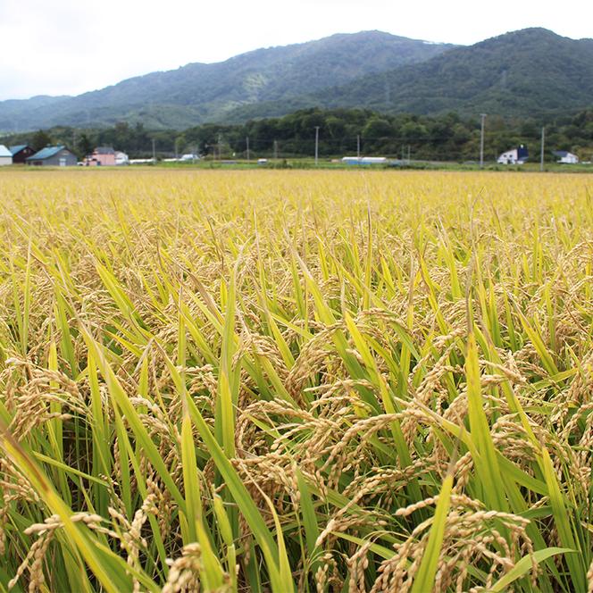 北海道仁木町 寄附のみの応援受付 500,000円コース（返礼品なし 寄附のみ50万円）