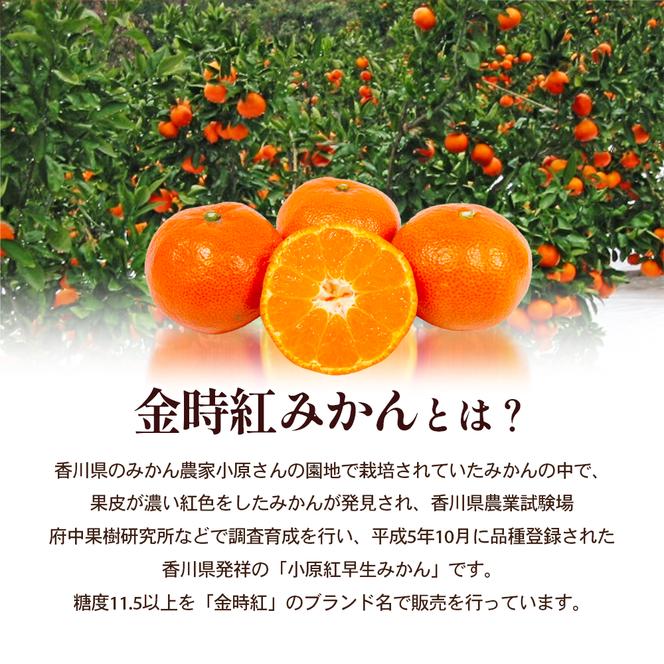 金時紅みかん　約2.5kg化粧箱