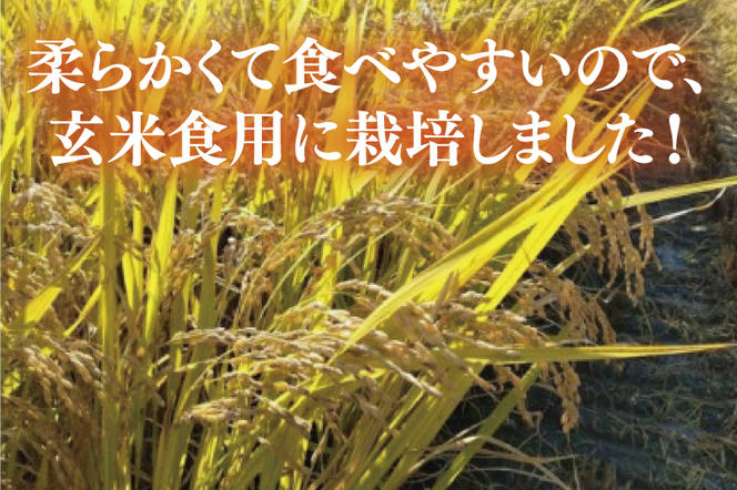 【6ヶ月定期便】【2024年11月発送開始】【特別栽培米】令和6年度産　立神米はいごころ(玄米) 定期便 2kg 6回お届け 茨城県 大子町 米 新米（BT027）