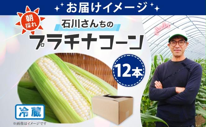 北海道 月形町産 石川さんちの プラチナコーン 12本 白い とうもろこし コーン ホワイト 野菜 夏野菜 旬 生 完熟 甘い ジューシー 採れたて 新鮮 朝採れ お取り寄せ 産地直送 エーコープつきがた 送料無料