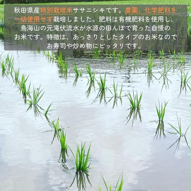 【令和6年産新米予約】栽培期間中 農薬・化学肥料不使用【無洗米】特別栽培米ササニシキ2kg×1