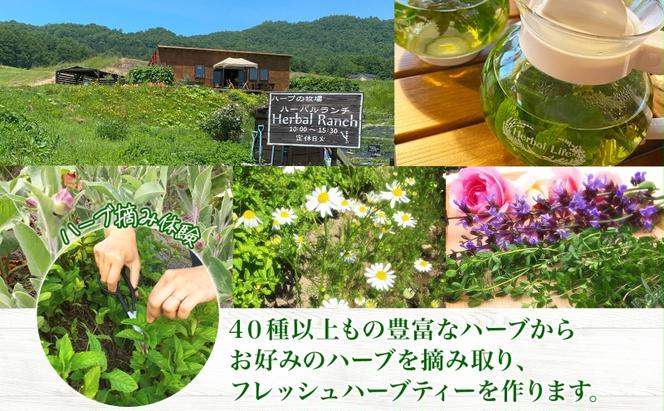 北海道 摘みたて ハーブティー 作り 体験 ハーブ ティー お茶 紅茶 フレッシュ オリジナル  ハーブ畑 天然  リラックス 癒し リラクゼーション 健康 ハーバルランチ 送料無料 洞爺湖