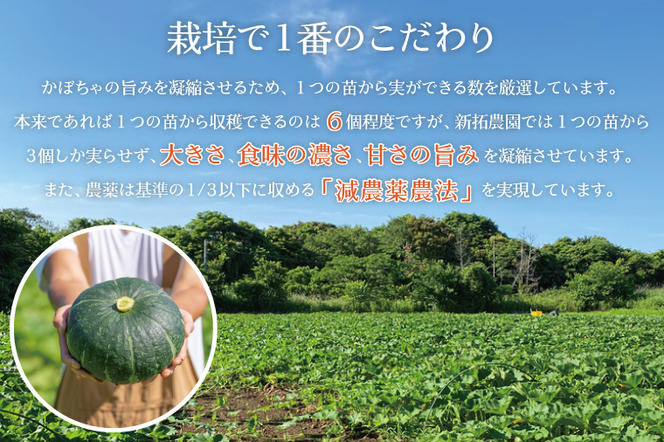 【数量限定】新拓農園のこだわり秋冬かぼちゃLセット 【野菜 やさい カボチャ 1万円以内 10000円以内 ほくほく 甘い おいしい パンプキン 国産 産地直送 期間限定 季節限定 茨城県 鹿嶋市】（KDC-1）