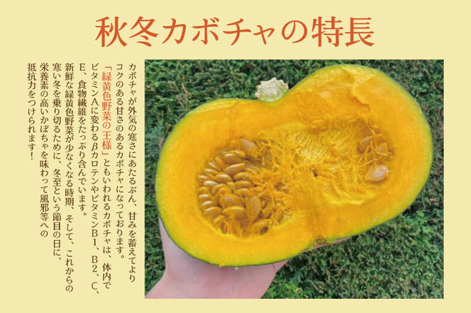 【数量限定】新拓農園のこだわり秋冬かぼちゃLセット 【野菜 やさい カボチャ 1万円以内 10000円以内 ほくほく 甘い おいしい パンプキン 国産 産地直送 期間限定 季節限定 茨城県 鹿嶋市】（KDC-1）