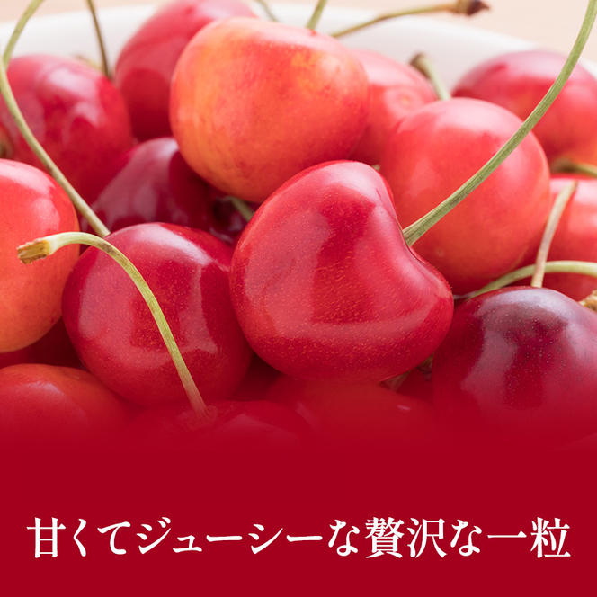 先行受付 2025年7月から順次出荷 北海道 仁木町産「匠」 さくらんぼ 【 佐藤錦 】300g×2 嶋田茂農園
