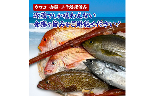 ～四国一小さなまち～ 土佐の朝どれ「旬」地魚詰め合わせ（2～3人前）朝獲れ 旬 鮮魚 魚 魚介 海鮮 海の幸 さかな 鮮度 セット おまかせ お任せ ウロコ・内臓・エラ処理済み