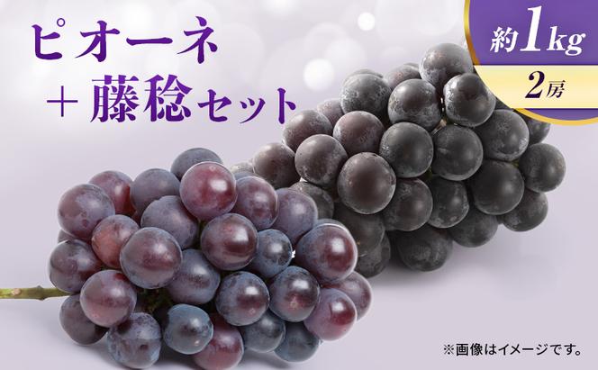 【8月中旬順次発送】ぶどう ピオーネ＋藤稔セット 約1kg 2房 大粒品種 岩沼市産