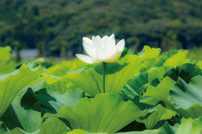 【セット販売】太助レンコン&蓮根肉餃子のおばけん 【2kg&40粒】【野菜 ギョーザ れんこん しゃきしゃき おいしい 食べきり 茨城県 鹿嶋市】（KBU-5）