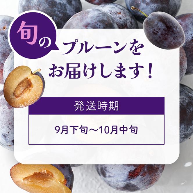 【9月後半～10月発送】 北海道 仁木町産 和田農園 おすすめ プルーン 800g 果物類 フルーツ 果物詰合せ 