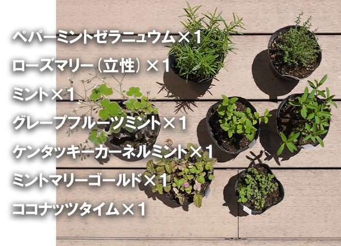 BS172_ハーブセットA　花 苗 植物 家庭菜園 花壇 プランター ガーデニング