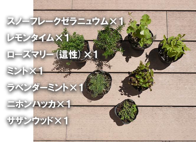 BS175_ハーブセットD　花 苗 植物 家庭菜園 花壇 プランター ガーデニング