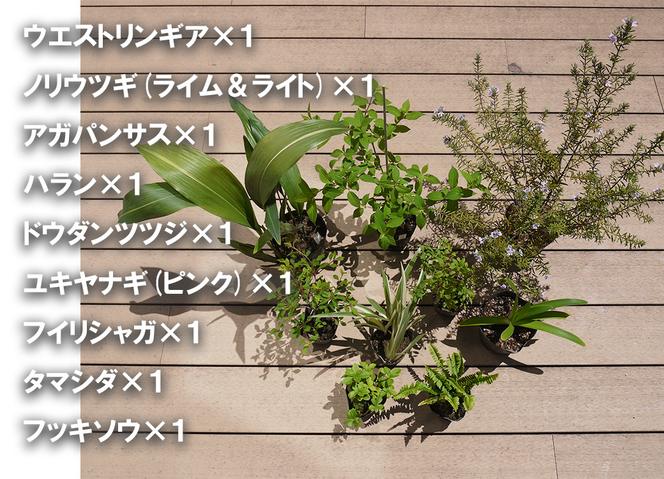 BS177_ガーデニングセットA　花 苗 植物 家庭菜園 花壇 プランター ガーデニング