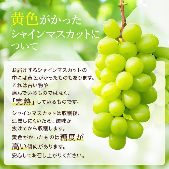 ぶどう 2025年 先行予約 ご家庭用 シャイン マスカット 約2kg 糖度抜群！ 【8月中旬～順次発送分】 ブドウ 葡萄  岡山県産 国産 フルーツ 果物