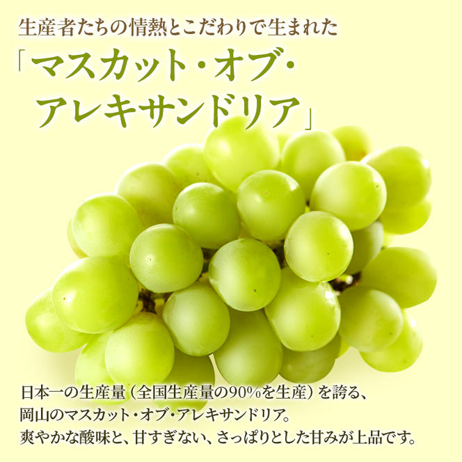 ぶどう 定期便 2025年 先行予約 晴れの国 岡山 の ぶどう定期便 3回コース 葡萄 ブドウ 岡山県産 国産 セット ギフト