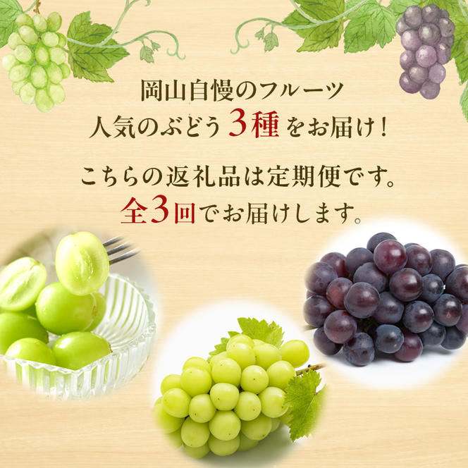 ぶどう 定期便 2025年 先行予約 晴れの国 岡山 の ぶどう定期便 3回コース 葡萄 ブドウ 岡山県産 国産 セット ギフト