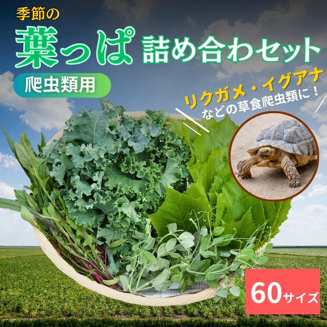 【爬虫類用】季節の葉っぱ詰め合わせ【60サイズ】