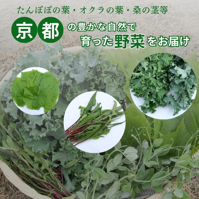 【爬虫類用】訳あり野菜と季節の葉っぱ詰め合わせ【60サイズ】