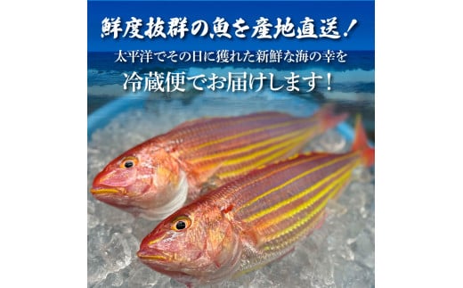 ～四国一小さなまち～ 土佐のお刺身盛り合わせ 4～5人前程度 朝獲れ 旬 さしみ 調理済み 鮮魚 魚 魚介 海鮮 海の幸 さかな 鮮度 おまかせ お任せ お取り寄せ