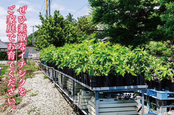 イチジク苗木 7号 【なえぎ 観葉 植物 いちじく 自宅 ポット ドーフィン 茨城県 鹿嶋市】（KAE-7）