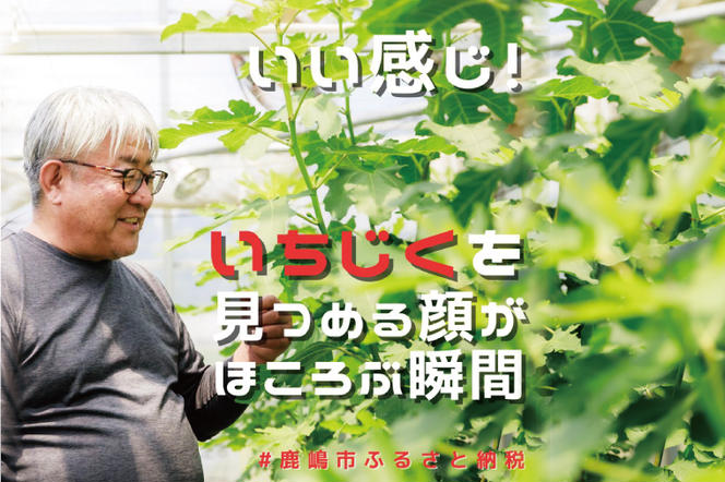 イチジク苗木 7号 【なえぎ 観葉 植物 いちじく 自宅 ポット ドーフィン 茨城県 鹿嶋市】（KAE-7）