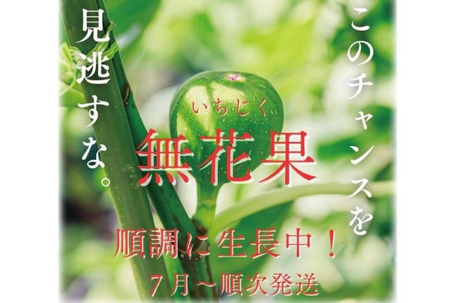 イチジク苗木 7号 【なえぎ 観葉 植物 いちじく 自宅 ポット ドーフィン 茨城県 鹿嶋市】（KAE-7）