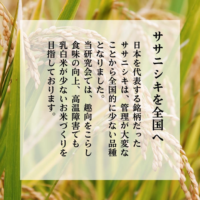 令和6年産 新米 11月から発送 特別栽培米 恋の舞 ササニシキ にかほ 玄米 5kg