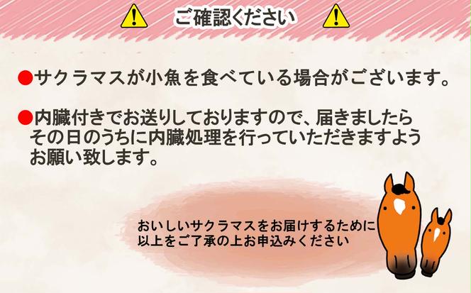 ＜2025年5月から順次発送＞ 北海道産 サクラマス 2～2.5kg まるごと 1尾 ＜ 予約商品 ＞