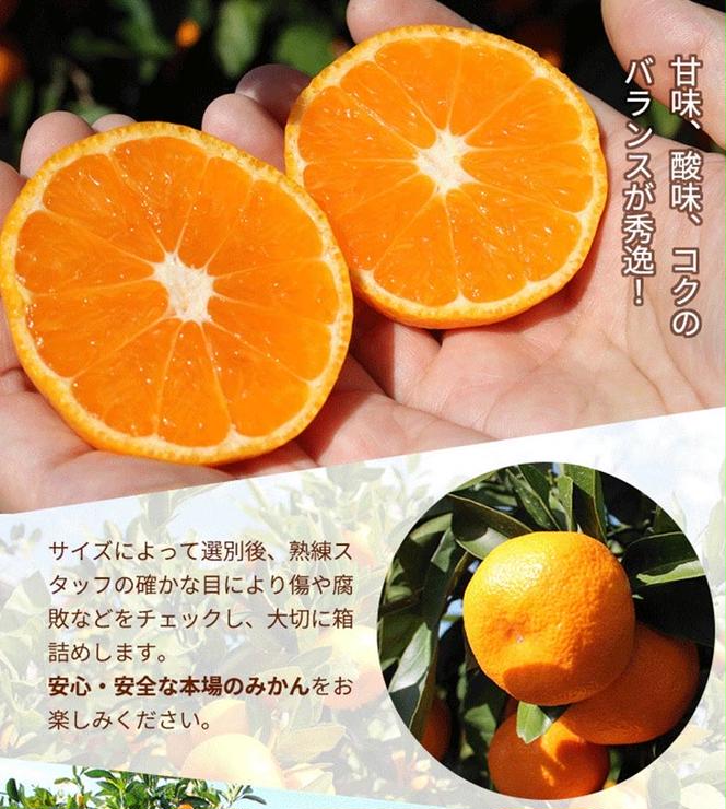 ＼光センサー選別／こだわりの完熟有田みかん 2.5kg＋75g(傷み補償分)【ご家庭用】サイズ混合 有機質肥料100% ｜ みかん 有田みかん 温州みかん ミカン 温州ミカン 柑橘 温州 甘い コク 産地直送 ※2024年11月中旬～2025年1月上旬頃に順次発送予定 ※北海道・沖縄・離島への配送不可