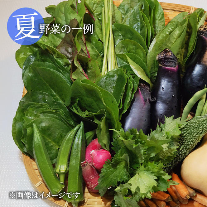 自然栽培・季節の野菜詰め合わせセット 旬 新鮮 採れたて 栽培期間中 無農薬 無化学肥料 安心安全 自然派 産地直送 やさい 詰め合わせ 京都府 南丹市