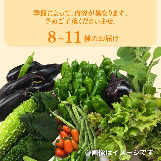 自然栽培・季節の野菜詰め合わせセット 旬 新鮮 採れたて 栽培期間中 無農薬 無化学肥料 安心安全 自然派 産地直送 やさい 詰め合わせ 京都府 南丹市