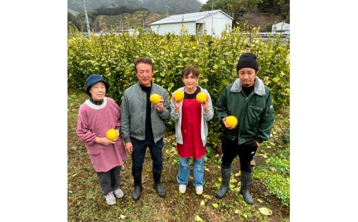 厳選 温室土佐文旦 贈答用木箱入り 大玉 2玉 約600g×2個 ぶんたん ブンタン フルーツ 柑橘 みかん 果物 くだもの 土佐文旦の藤岡 旬 プレゼント ギフト 贈答 贈り物 お歳暮