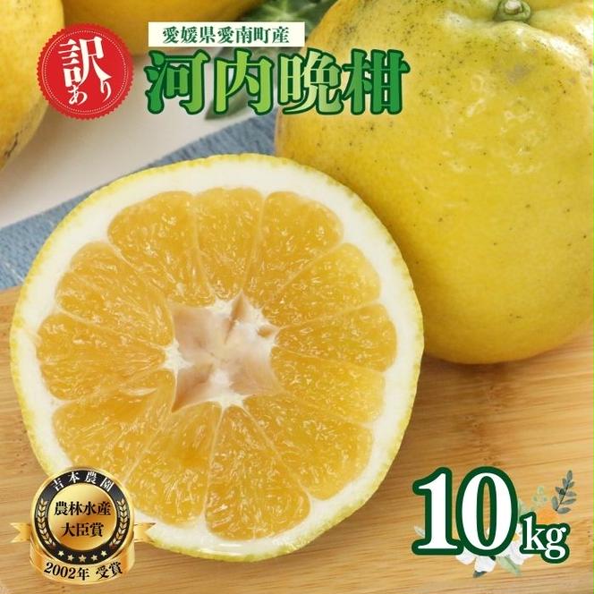 【訳あり】  河内晩柑 10kg 木取り完熟  【発送期間: 2024年８月～ なくなり次第終了】 柑橘 みかん 愛南ゴールド 蜜柑 グレープフルーツ ゼリー ジュース アイス 果物 フルーツ サイズミックス 規格外 吉本農園