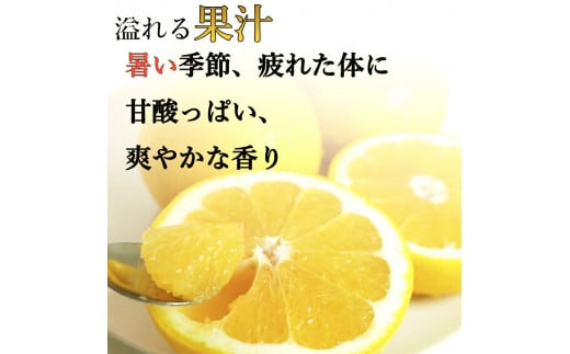 【訳あり】  河内晩柑 10kg 木取り完熟  【発送期間: 2024年８月～ なくなり次第終了】 柑橘 みかん 愛南ゴールド 蜜柑 グレープフルーツ ゼリー ジュース アイス 果物 フルーツ サイズミックス 規格外 吉本農園