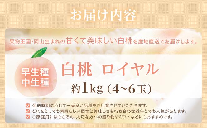 桃 2025年 先行予約 岡山 白桃 ロイヤル 4～6玉 約1kg JA おかやま のもも（早生種・中生種） もも モモ 岡山県産 国産 フルーツ 果物 ギフト