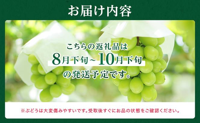 ぶどう 2024年 先行予約 シャイン マスカット 晴王 3房～6房 約2kg 8月下旬～10月下旬発送 ブドウ 葡萄  岡山県産 国産 フルーツ 果物 ギフト