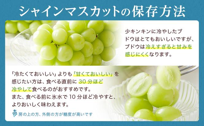 ぶどう 2024年 先行予約 シャイン マスカット 晴王 3房～6房 約1.5kg 8月下旬～10月下旬発送 ブドウ 葡萄  岡山県産 国産 フルーツ 果物 ギフト