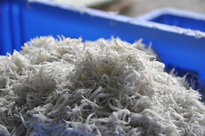 ふるさと特鮮釜揚げしらす 250g 【家庭用パック】 ※北海道・沖縄・離島への配送不可