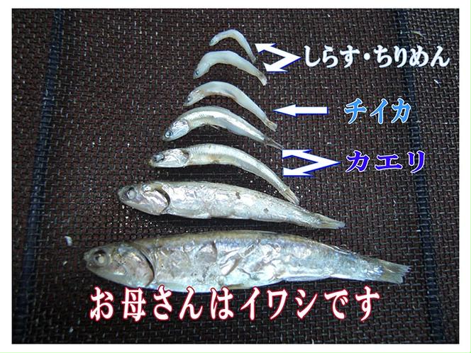 ふるさと天日干しちりめんじゃこ 200g 【パック】 ※北海道・沖縄・離島への配送不可